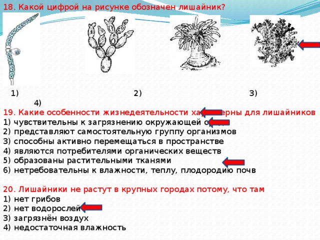 Рассмотрите рисунок какая структура тела лишайника обозначена цифрой 1