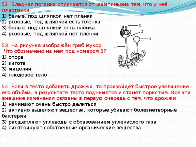 52. Бледная поганка отличается от шампиньона тем, что у неё пластинки 1) белые, под шляпкой нет плёнки 2) розовые, под шляпкой есть плёнка 3) белые, под шляпкой есть плёнка 4) розовые, под шляпкой нет плёнки 53. На рисунке изображён гриб мукор.  Что обозначено на нём под номером 3? 1) спора 2) зигота 3) мицелий 4) плодовое тело 54. Если в тесто добавить дрожжи, то произойдёт быстрое увеличение его объёма, в результате тесто поднимется и станет пористым. Все эти внешние изменения связаны в первую очередь с тем, что дрожжи 1) начинают очень быстро делиться 2) активно выделяют вещества, которые убивают болезнетворные бактерии 3) расщепляют углеводы с образованием углекислого газа 4) синтезируют собственные органические вещества 