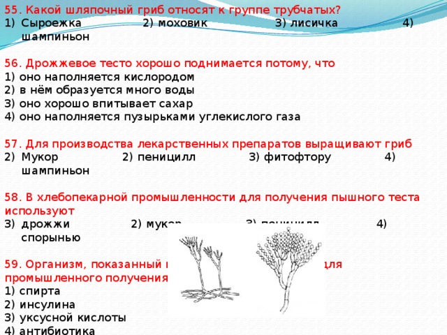 Организм показанный на рисунке стал основой для промышленного получения спирта инсулина