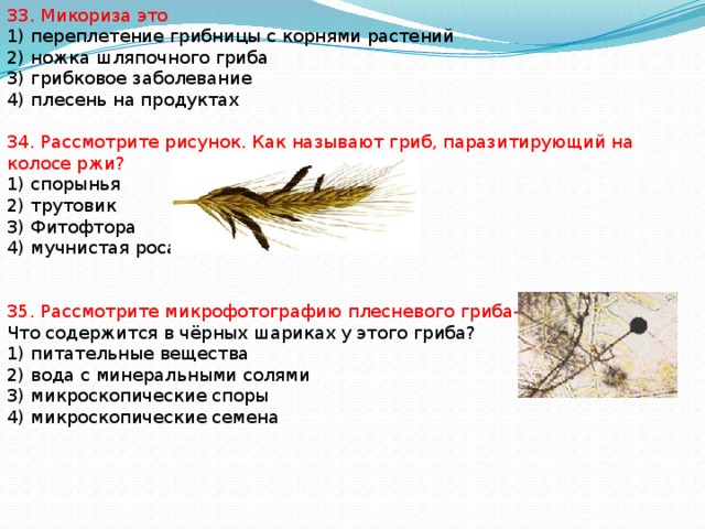 33. Микориза это 1) переплетение грибницы с корнями растений 2) ножка шляпочного гриба 3) грибковое заболевание 4) плесень на продуктах 34. Рассмотрите рисунок. Как называют гриб, паразитирующий на колосе ржи? 1) спорынья 2) трутовик 3) Фитофтора 4) мучнистая роса 35. Рассмотрите микрофотографию плесневого гриба-мукора. Что содержится в чёрных шариках у этого гриба? 1) питательные вещества 2) вода с минеральными солями 3) микроскопические споры 4) микроскопические семена 