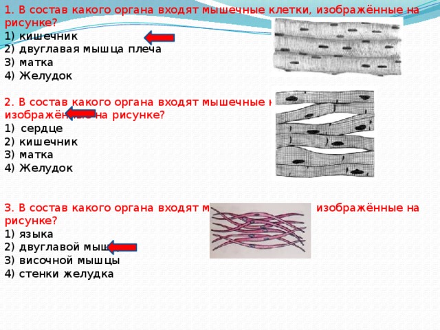 1. В состав какого органа входят мышечные клетки, изображённые на рисунке? 1) кишечник 2) двуглавая мышца плеча 3) матка 4) Желудок 2. В состав какого органа входят мышечные клетки, изображённые на рисунке? сердце 2) кишечник 3) матка 4) Желудок 3. В состав какого органа входят мышечные клетки, изображённые на рисунке? 1) языка 2) двуглавой мышцы 3) височной мышцы 4) стенки желудка 