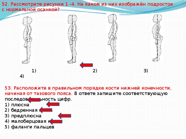 52. Рассмотрите рисунки 1 -4. На каком из них изображён подросток с нормальной осанкой?  1) 2) 3) 4) 53. Расположите в правильном порядке кости нижней конечности, начиная от тазового пояса. В ответе запишите соответствующую последовательность цифр. 1) плюсна 2) бедренная кость 3) предплюсна 4) малоберцовая кость 5) фаланги пальцев 