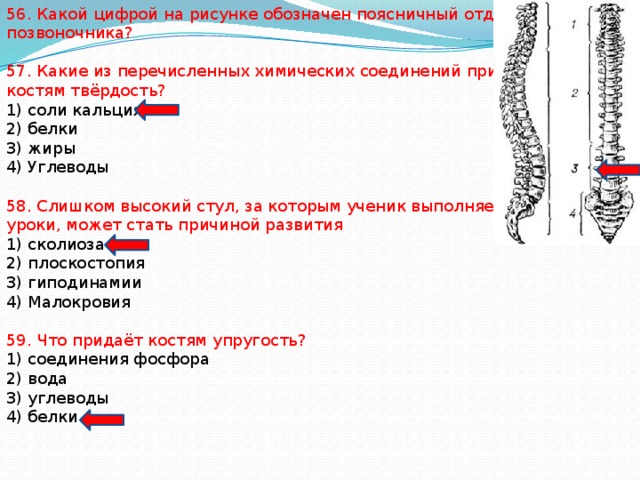 56. Какой цифрой на рисунке обозначен поясничный отдел позвоночника? 57. Какие из перечисленных химических соединений придают костям твёрдость? 1) соли кальция 2) белки 3) жиры 4) Углеводы 58. Слишком высокий стул, за которым ученик выполняет уроки, может стать причиной развития 1) сколиоза 2) плоскостопия 3) гиподинамии 4) Малокровия 59. Что придаёт костям упругость? 1) соединения фосфора 2) вода 3) углеводы 4) белки 