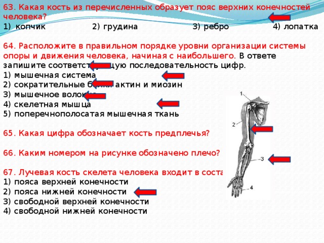 Верхние конечности туловища. Уровни организации системы и опоры человека. Уровни организации системы опоры и движения. Организация системы опоры и движения человека. Движение верхней конечности.