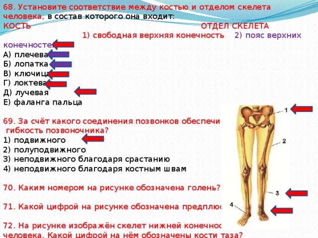 68. Установите соответствие между костью и отделом скелета человека, в состав которого она входит: КОСТЬ ОТДЕЛ СКЕЛЕТА  1) свободная верхняя конечность 2) пояс верхних конечностей А) плечевая Б) лопатка В) ключица Г) локтевая Д) лучевая Е) фаланга пальца 69. За счёт какого соединения позвонков обеспечивается  гибкость позвоночника? 1) подвижного 2) полуподвижного 3) неподвижного благодаря срастанию 4) неподвижного благодаря костным швам 70. Каким номером на рисунке обозначена голень? 71. Какой цифрой на рисунке обозначена предплюсна? 72. На рисунке изображён скелет нижней конечности скелета человека. Какой цифрой на нём обозначены кости таза? 