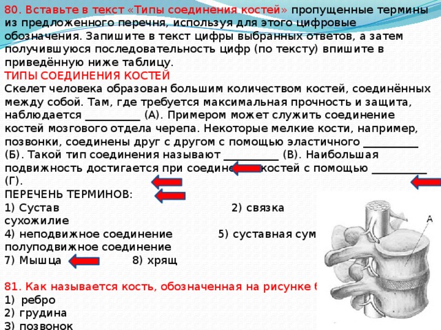 80. Вставьте в текст «Типы соединения костей» пропущенные термины из предложенного перечня, используя для этого цифровые обозначения. Запишите в текст цифры выбранных ответов, а затем получившуюся последовательность цифр (по тексту) впишите в приведённую ниже таблицу. ТИПЫ СОЕДИНЕНИЯ КОСТЕЙ Скелет человека образован большим количеством костей, соединённых между собой. Там, где требуется максимальная прочность и защита, наблюдается __________ (А). Примером может служить соединение костей мозгового отдела черепа. Некоторые мелкие кости, например, позвонки, соединены друг с другом с помощью эластичного __________ (Б). Такой тип соединения называют __________ (В). Наибольшая подвижность достигается при соединении костей с помощью __________ (Г). ПЕРЕЧЕНЬ ТЕРМИНОВ: 1) Сустав 2) связка 3) сухожилие 4) неподвижное соединение 5) суставная сумка 6) полуподвижное соединение 7) Мышца 8) хрящ 81. Как называется кость, обозначенная на рисунке буквой А? ребро 2) грудина 3) позвонок 4) Крестец 