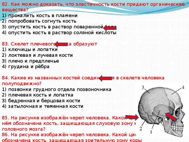 82. Как можно доказать, что эластичность кости придают органические вещества? 1) прокалить кость в пламени 2) попробовать согнуть кость 3) опустить кость в раствор поваренной соли 4) опустить кость в раствор соляной кислоты 83. Скелет плечевого пояса образуют 1) ключицы и лопатки 2) локтевая и лучевая кости 3) плечо и предплечье 4) грудина и рёбра 84. Какие из названных костей соединяются в скелете человека полуподвижно? 1) позвонки грудного отдела позвоночника 2) плечевая кость и лопатка 3) бедренная и берцовая кости 4) затылочная и теменная кости 85. На рисунке изображён череп человека. Какой цифрой на нём обозначена кость, защищающая слуховую зону коры головного мозга? 86. На рисунке изображён череп человека. Какой цифрой на нём обозначена кость, защищающая зрительную зону коры  головного мозга? 