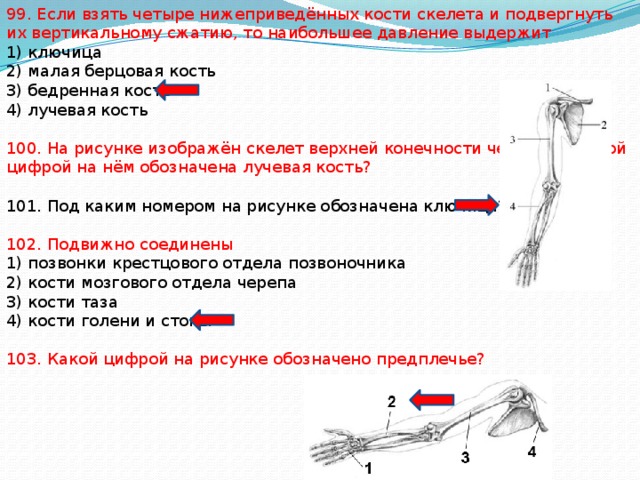 Под каким номером на рисунке обозначена ключица