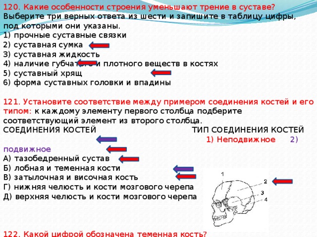 120. Какие особенности строения уменьшают трение в суставе? Выберите три верных ответа из шести и запишите в таблицу цифры, под которыми они указаны. 1) прочные суставные связки 2) суставная сумка 3) суставная жидкость 4) наличие губчатого и плотного веществ в костях 5) суставный хрящ 6) форма суставных головки и впадины 121. Установите соответствие между примером соединения костей и его типом: к каждому элементу первого столбца подберите соответствующий элемент из второго столбца. СОЕДИНЕНИЯ КОСТЕЙ ТИП СОЕДИНЕНИЯ КОСТЕЙ  1) Неподвижное 2) подвижное А) тазобедренный сустав Б) лобная и теменная кости В) затылочная и височная кость Г) нижняя челюсть и кости мозгового черепа Д) верхняя челюсть и кости мозгового черепа 122. Какой цифрой обозначена теменная кость? 