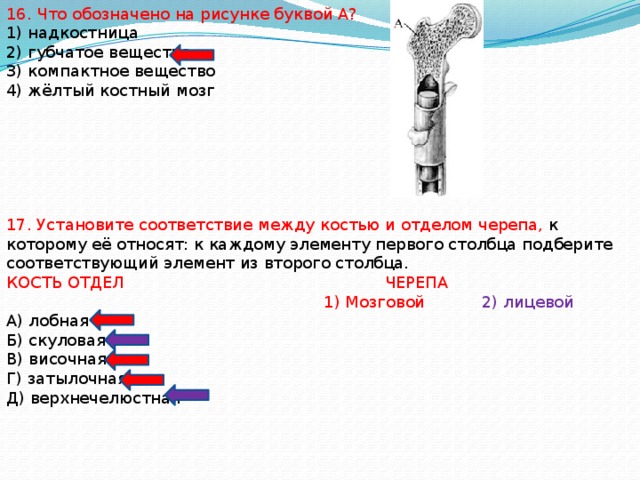 16. Что обозначено на рисунке буквой А? 1) надкостница 2) губчатое вещество 3) компактное вещество 4) жёлтый костный мозг 17. Установите соответствие между костью и отделом черепа, к которому её относят: к каждому элементу первого столбца подберите соответствующий элемент из второго столбца. КОСТЬ ОТДЕЛ ЧЕРЕПА  1) Мозговой 2) лицевой А) лобная Б) скуловая В) височная Г) затылочная Д) верхнечелюстная 