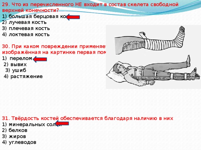 29. Что из перечисленного НЕ входит в состав скелета свободной верхней конечности? 1) большая берцовая кость 2) лучевая кость 3) плечевая кость 4) локтевая кость 30. При каком повреждении применяется изображённая на картинке первая помощь? перелом  2) вывих  3) ушиб  4) растяжение 31. Твёрдость костей обеспечивается благодаря наличию в них 1) минеральных солей 2) белков 3) жиров 4) углеводов 