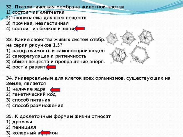 Какие свойства живых систем отображены на серии рисунков 1 5