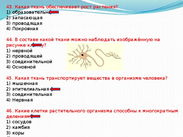 В составе какой ткани можно наблюдать изображенную на рисунке клетку 1 нервной 2 проводящей