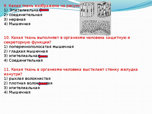 Какой тип ткани изображен на рисунке 1 соединительная 2 мышечная 3 нервная