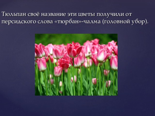 Тюльпан своё название эти цветы получили от персидского слова «тюрбан»-чалма (головной убор). 