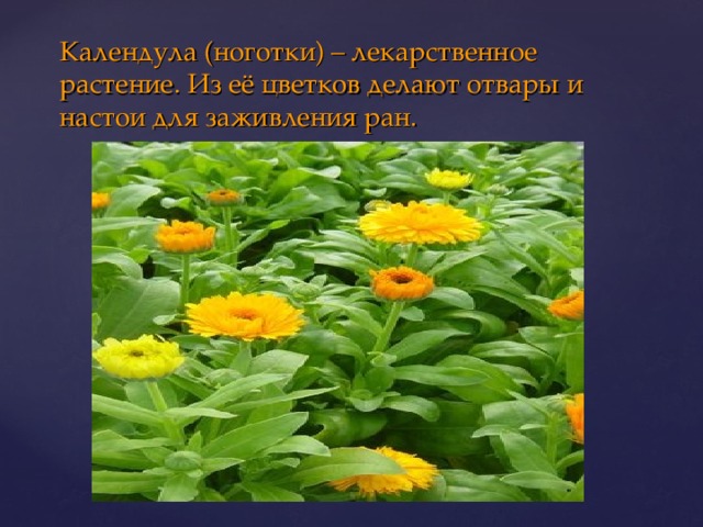 Календула (ноготки) – лекарственное растение. Из её цветков делают отвары и настои для заживления ран. 