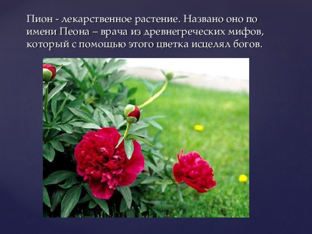 Пион - лекарственное растение. Названо оно по имени Пеона – врача из древнегреческих мифов, который с помощью этого цветка исцелял богов. 