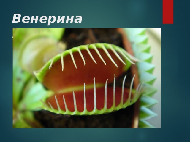Презентация про венерину мухоловку