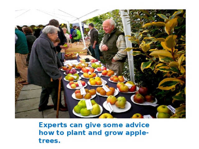 Experts can give some advice how to plant and grow apple- trees. 