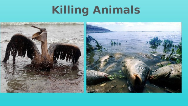  Killing Animals  