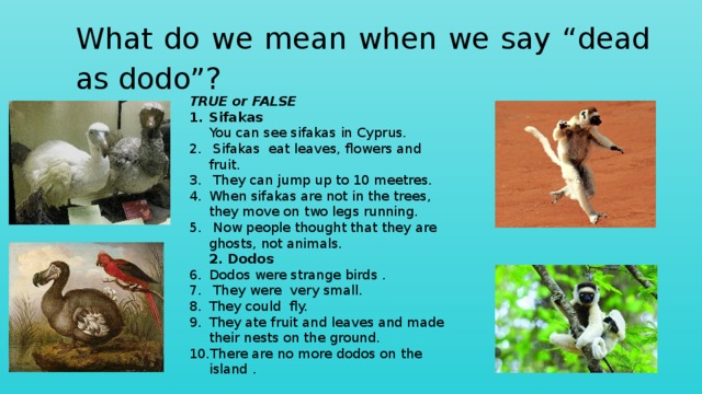What do we mean when we say “dead as dodo”? TRUE or FALSE Sifakas    You can see sifakas in Cyprus.  Sifakas eat leaves, flowers and fruit.  They can jump up to 10 meetres. When sifakas are not in the trees, they move on two legs running.  Now people thought that they are ghosts, not animals.   2. Dodos  Dodos were strange birds .  They were very small. They could fly. They ate fruit and leaves and made their nests on the ground. There are no more dodos on the island . 