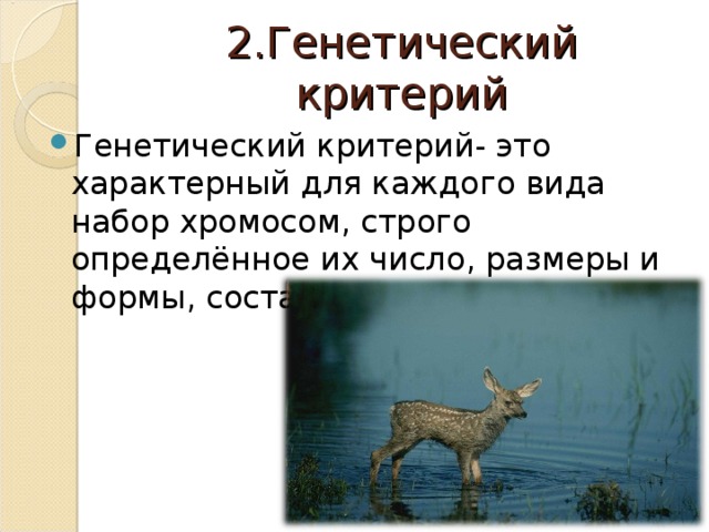 2.Генетический критерий Генетический критерий- это характерный для каждого вида набор хромосом, строго определённое их число, размеры и формы, состав ДНК. 