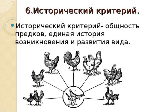 Какой критерий вида свидетельствует о принадлежности изображенных на рисунке