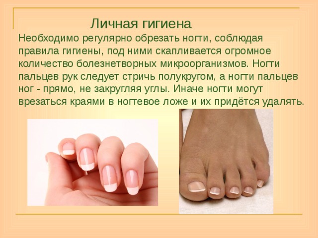  Личная гигиена Необходимо регулярно обрезать ногти, соблюдая правила гигиены, под ними скапливается огромное количество болезнетворных микроорганизмов. Ногти пальцев рук следует стричь полукругом, а ногти пальцев ног - прямо, не закругляя углы. Иначе ногти могут врезаться краями в ногтевое ложе и их придётся удалять. 