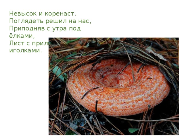 Невысок и коренаст.  Поглядеть решил на нас,  Приподняв с утра под ёлками,  Лист с прилипшими иголками. 