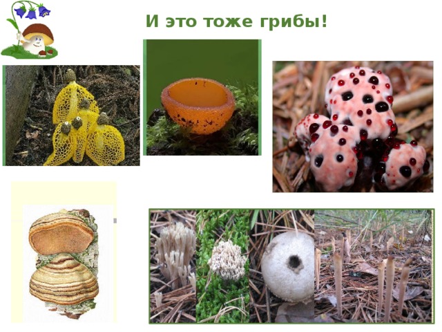 И это тоже грибы! 