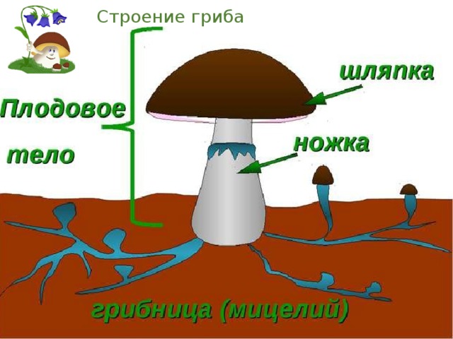 Строение гриба картинка для детей