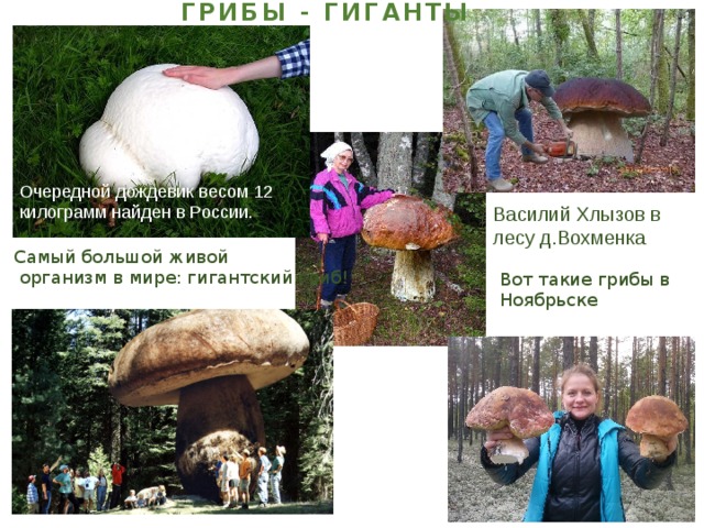 Самые тяжелые организмы. Грибы гиганты. Проект про самый большой гриб. Самый большой организм в мире гриб. Грибы рекордсмены.