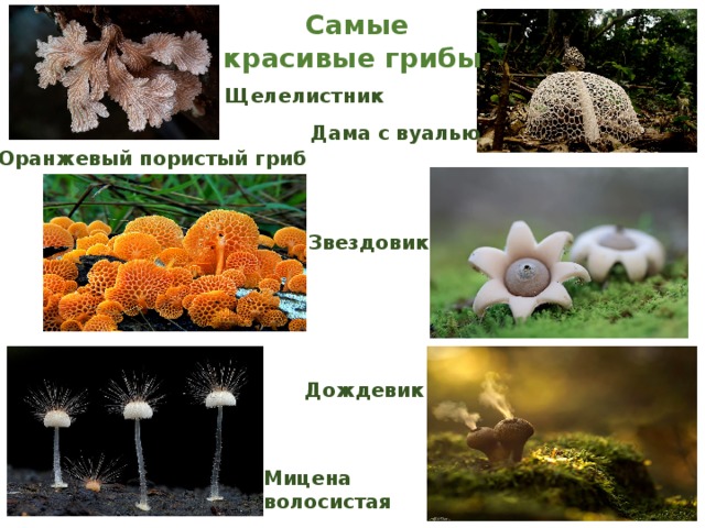  Самые красивые грибы Щелелистник Дама с вуалью   Оранжевый пористый гриб Звездовик Дождевик Мицена волосистая 