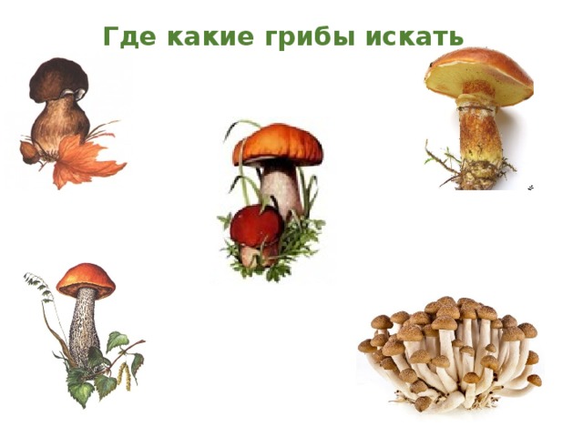 Где какие грибы искать 