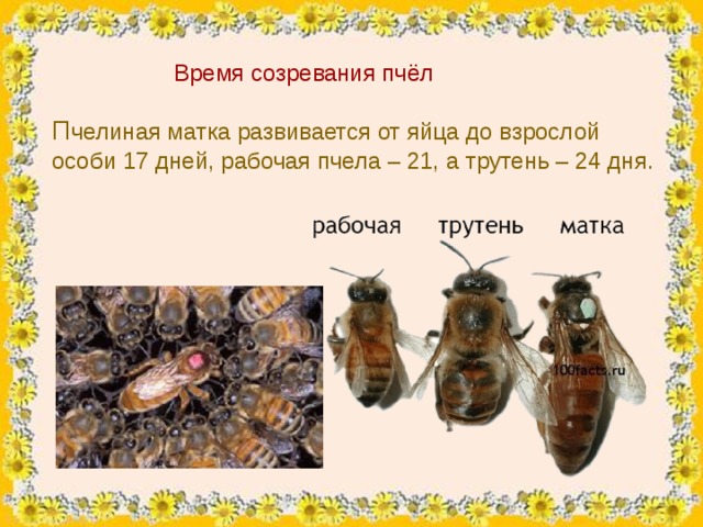Жизненный цикл пчелы медоносной схема