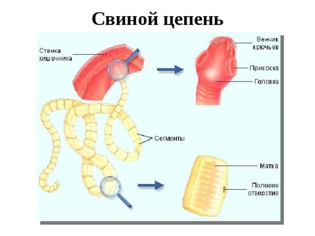 Презентация "Особенности типа плоских червей" (8 класс) по биологии - скачать пр
