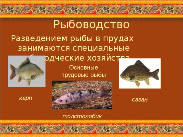 Каких домашних млекопитающих рыб разводят люди. Рыбы которые разводят в прудах. Каких рыб разводят в рыбоводческих хозяйствах. Размножение рыб. Сообщение о рыбоводстве.