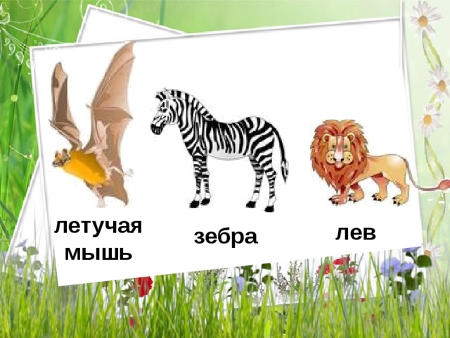 летучая мышь лев зебра 