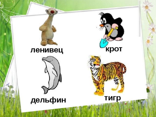 крот ленивец тигр дельфин 