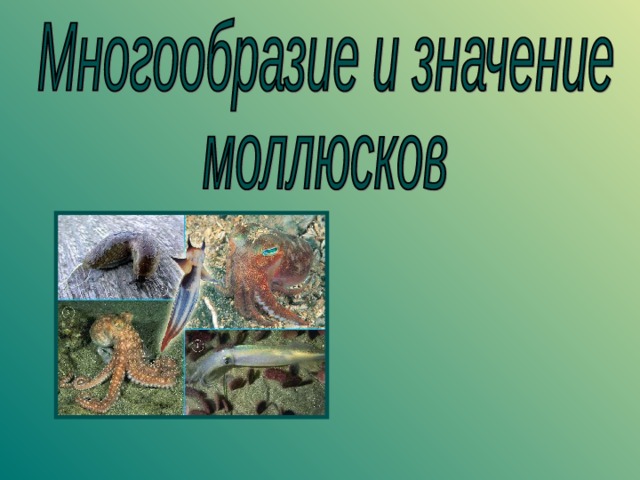 Презентация по биологии по теме "Классы моллюсков"