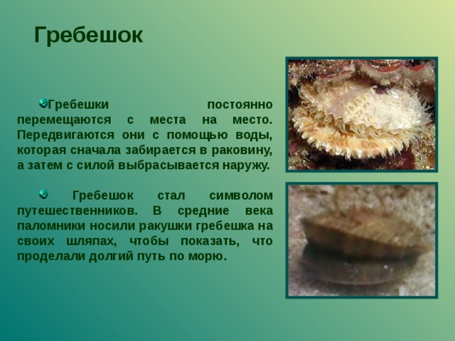 Гребешок морской презентация