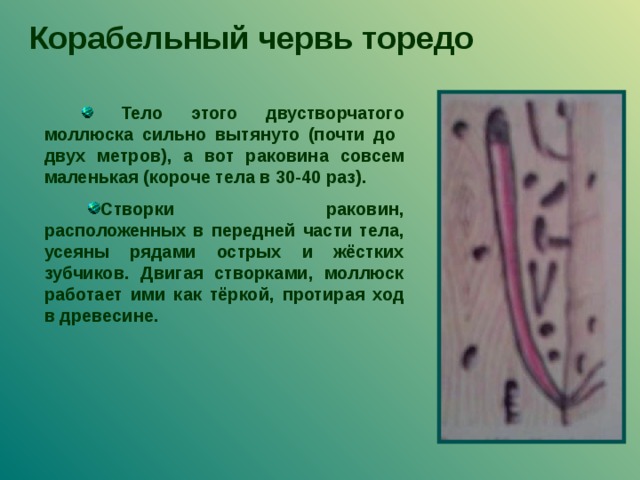 Рисунок корабельный червь