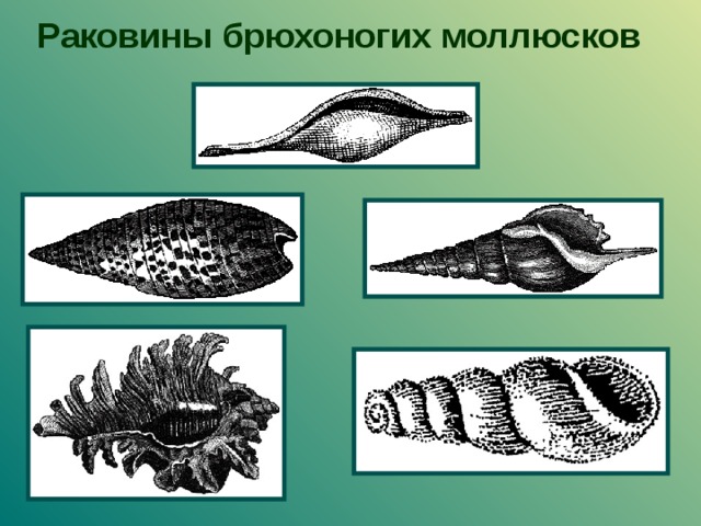 Роль моллюсков