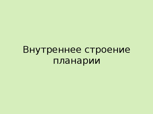 Внутреннее строение планарии 