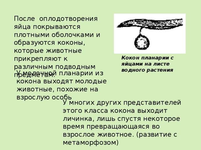 После оплодотворения яйца покрываются плотными оболочками и образуются коконы, которые животные прикрепляют к различным подводным предметам. Кокон планарии с яйцами на листе водного растения У молочной планарии из кокона выходят молодые животные, похожие на взрослую особь У многих других представителей этого класса кокона выходит личинка, лишь спустя некоторое время превращающаяся во взрослое животное. (развитие с метаморфозом) 