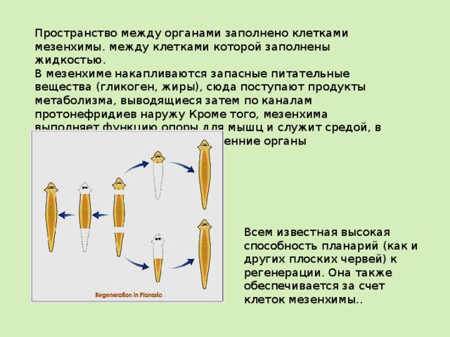 Пространство между органами заполнено клетками мезенхимы. между клетками которой заполнены жидкостью. В мезенхиме накапливаются запасные питательные вещества (гликоген, жиры), сюда поступают продукты метаболизма, выводящиеся затем по каналам протонефридиев наружу Кроме того, мезенхима выполняет функцию опоры для мышц и служит средой, в которой помещаются все внутренние органы . Всем известная высокая способность планарий (как и других плоских червей) к регенерации. Она также обеспечивается за счет клеток мезенхимы.. 