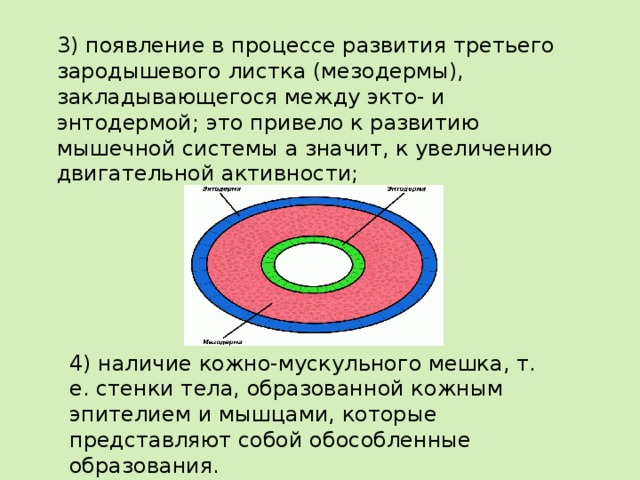 3) появление в процессе развития третьего зародышевого листка (мезодермы), закладывающегося между экто- и энтодермой; это привело к развитию мышечной системы а значит, к увеличению двигательной активности; 4) наличие кожно-мускульного мешка, т. е. стенки тела, образованной кожным эпителием и мышцами, которые представляют собой обособленные образования. 