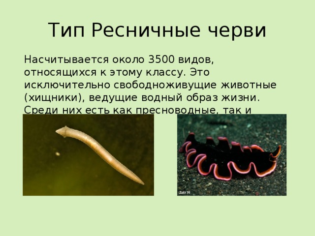 Тип Ресничные черви Насчитывается около 3500 видов, относящихся к этому классу. Это исключительно свободноживущие животные (хищники), ведущие водный образ жизни. Среди них есть как пресноводные, так и морские формы. 