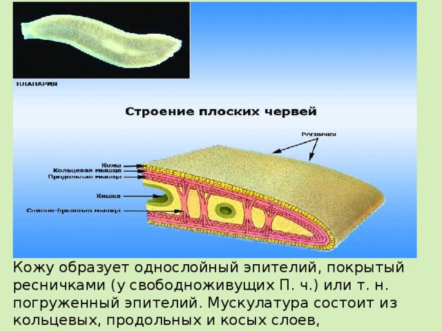 Кожу образует однослойный эпителий, покрытый ресничками (у свободноживущих П. ч.) или т. н. погруженный эпителий. Мускулатура состоит из кольцевых, продольных и косых слоев, обеспечивающих «червеобразное» движение животного. 
