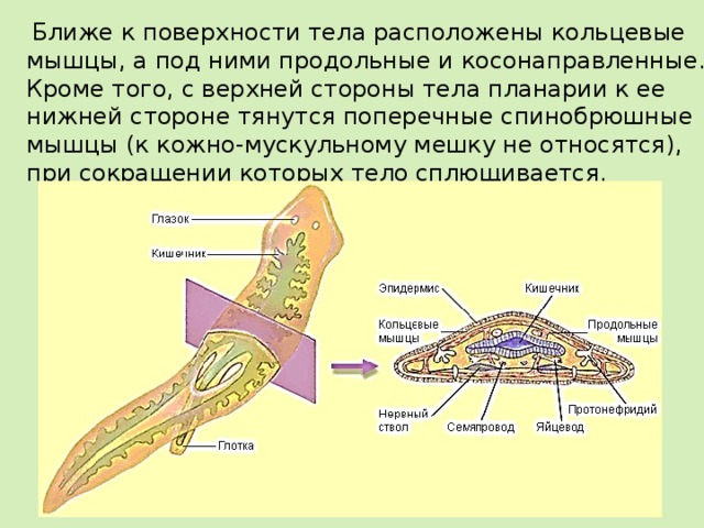  Ближе к поверхности тела расположены кольцевые мышцы, а под ними продольные и косонаправленные. Кроме того, с верхней стороны тела планарии к ее нижней стороне тянутся поперечные спинобрюшные мышцы (к кожно-мускульному мешку не относятся), при сокращении которых тело сплющивается. 